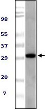 ASPSCR1 Antibody