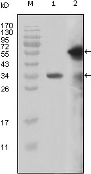 KMT2A Antibody