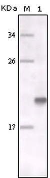 MERTK Antibody