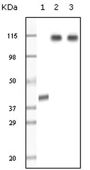 KDM1A Antibody