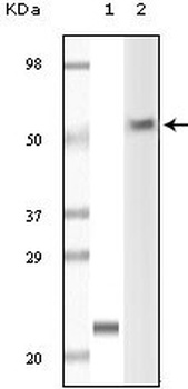 LCK Antibody