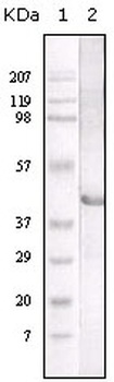 LIPA Antibody