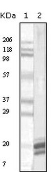 IL1A Antibody