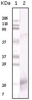 IFNG Antibody