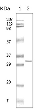 HPRT1 Antibody