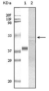 GSK3A Antibody