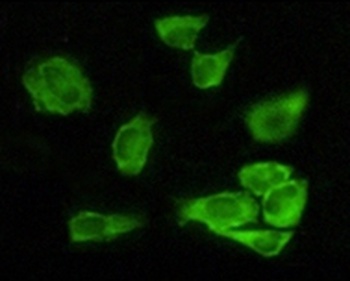 GSK3A Antibody