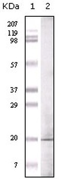 EHMT1 Antibody