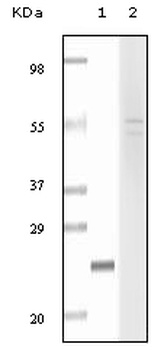 FBLN5 Antibody