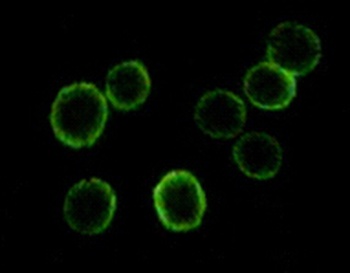 FES Antibody [5A11G5]
