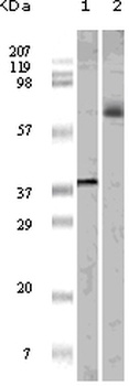 ELK1 Antibody