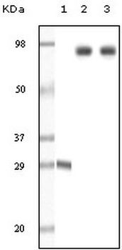 DNM1 Antibody