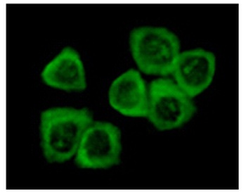 DDR2 Antibody