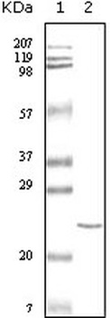 TNNI3 Antibody