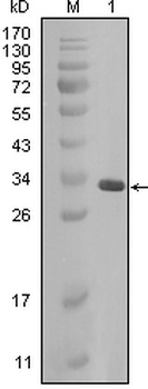 CRYAB Antibody