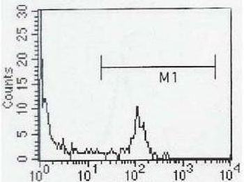 CD8A Antibody