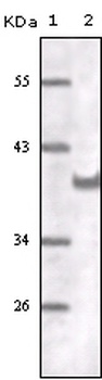 PECAM1 Antibody