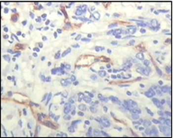 PECAM1 Antibody