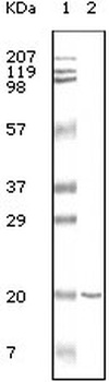 CD19 Antibody