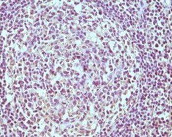 CD19 Antibody