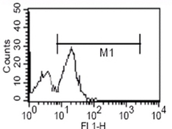 CD14 Antibody
