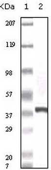 CACYBP Antibody