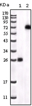 BTK Antibody
