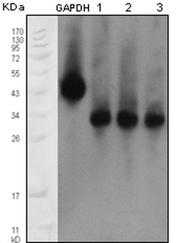 APOM Antibody