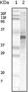 APOA5 Antibody