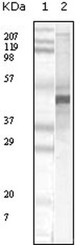 APOA5 Antibody