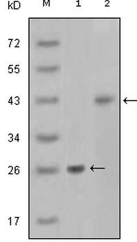 AMACR Antibody