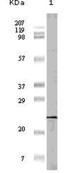 EIF4EBP1 Antibody