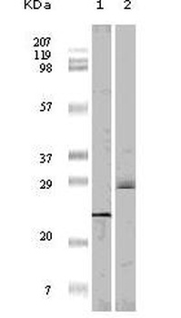 EIF4EBP1 Antibody