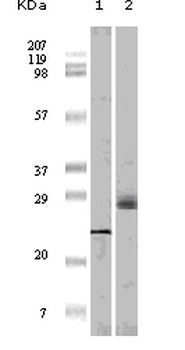 EIF4EBP1 Antibody