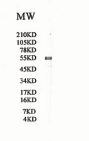 HSPA13 Antibody