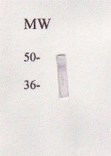 FABP4 Antibody