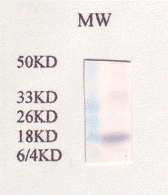 gfp Antibody