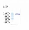 TF Antibody