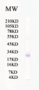 CXADR Antibody