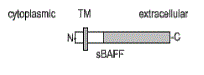 BAFF Antibody [Buffy-2]