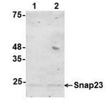 Snap23 Antibody