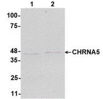 CHRNA5 Antibody