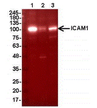 ICAM1 Antibody