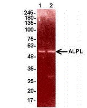 ALPL Antibody