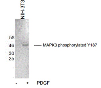 MAPK1 Antibody