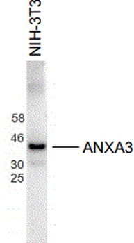 ANXA3 Antibody