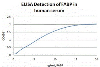 FABP3 Antibody
