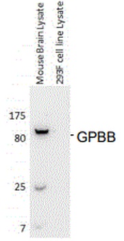 PYGB Antibody