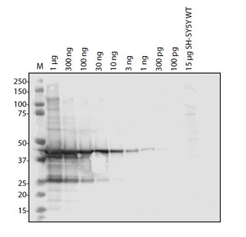 SARS-CoV-2 (COVID-19) NSP1 Antibody