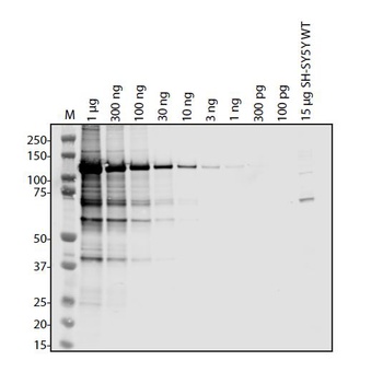 SARS-CoV-2 (COVID-19) NSP13 Antibody
